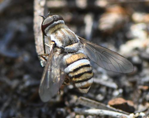 Réf. 284 838 : Exhyalanthrax muscarius
